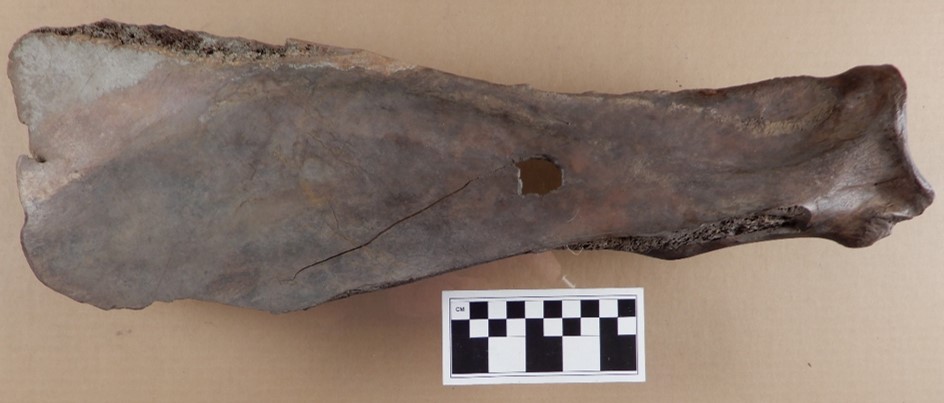 Bison scapula hoe found by Mr. Eric Olson